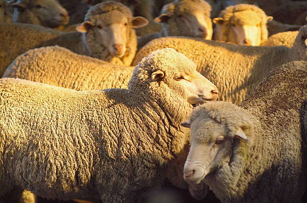 istock A group of merino sheep all in one area 90950110