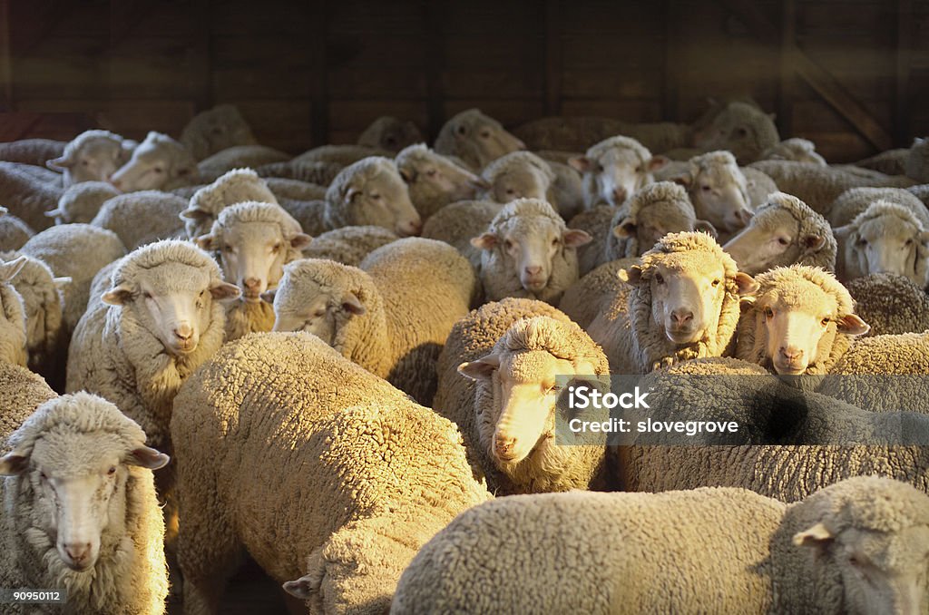 Mouton mérinos - Photo de Tonte libre de droits