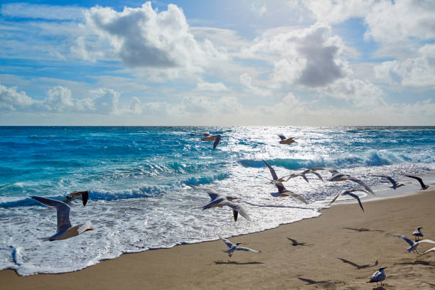 istock Singer Island beach at Palm Beach Florida US 909502402