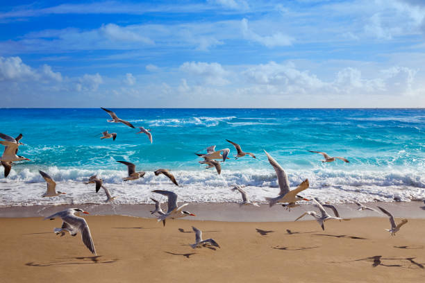 istock Singer Island beach at Palm Beach Florida US 909502438