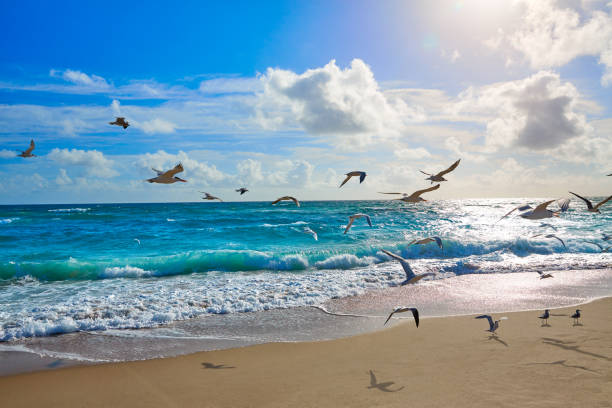 istock Singer Island beach at Palm Beach Florida US 909502496