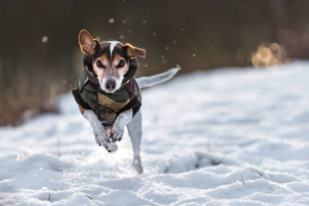 kleiner hund läuft über eine wiese im schnee im winter und trägt einen warmen mantel - süße jack-russell-terrier hund, 11 jahre alt, haar typ glatt - den sprung wagen fotos stock-fotos und bilder