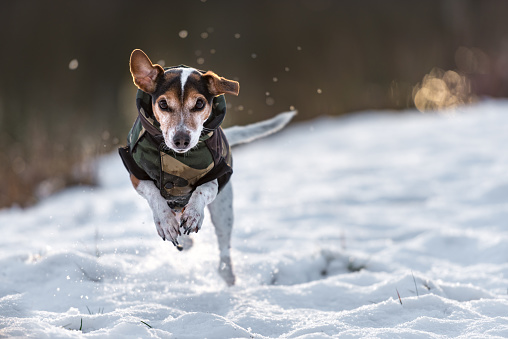 small dog runs over a meadow in the snow in winter and wears a warm coat - Cute Jack Russell Terrier hound, 11 years old, hair type smooth