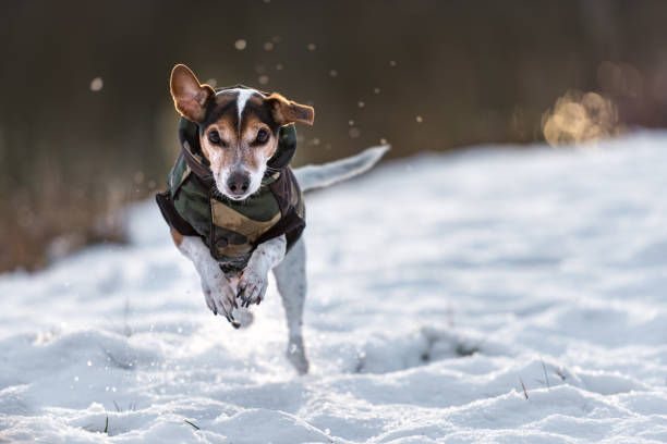 small dog runs over a meadow in the snow in winter and wears a warm coat - Cute Jack Russell Terrier hound, 11 years old, hair type smooth stock photo
