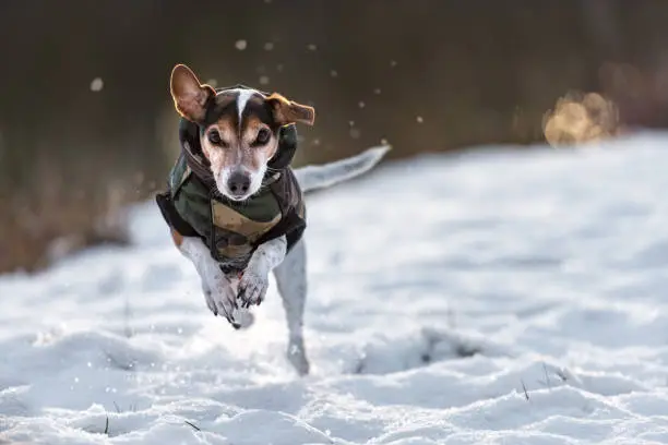 Photo of small dog runs over a meadow in the snow in winter and wears a warm coat - Cute Jack Russell Terrier hound, 11 years old, hair type smooth