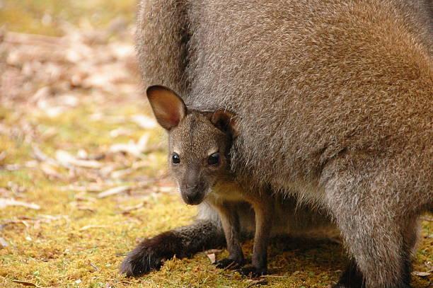 istock Joey Wallaby Peeks Out 90950324
