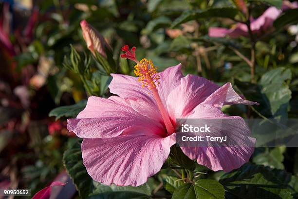 Hibiscus Stockfoto und mehr Bilder von Blatt - Pflanzenbestandteile - Blatt - Pflanzenbestandteile, Blume, Blumenbeet