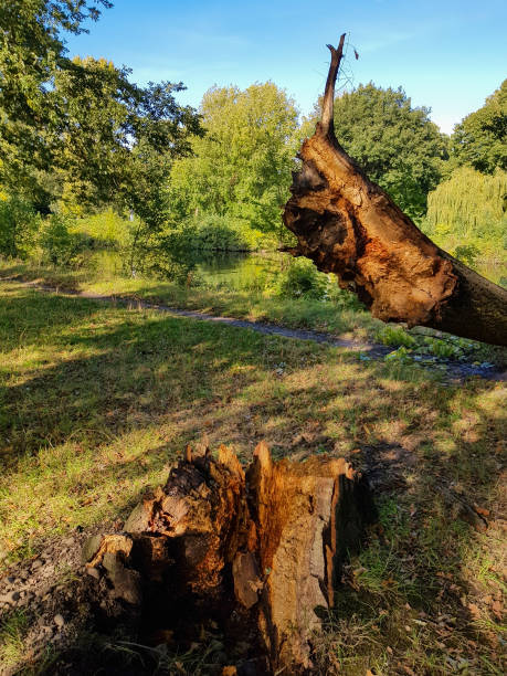 istock Tree Stump and Trunk Fallen into a River in Autumn 909508672