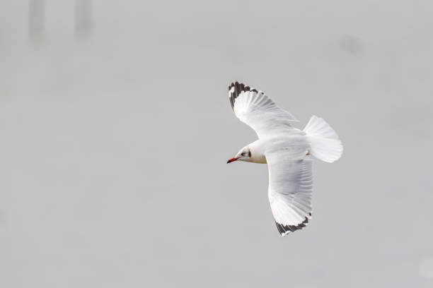 istock Bird (Laridae) flying on the sky at a nature sea 909509532