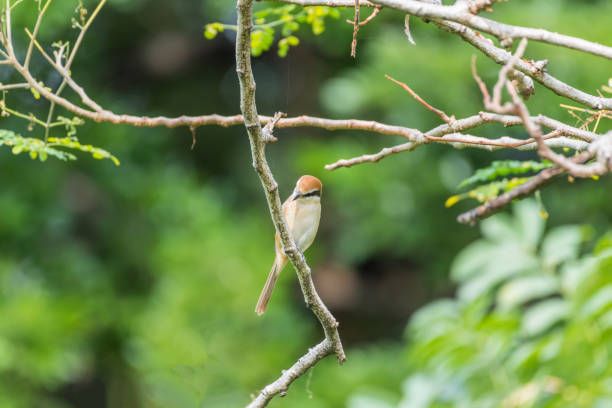 istock Bird (Brown shrike) on tree in a nature wild 909509562