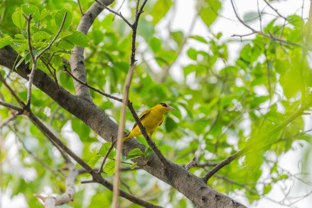 istock Bird (Black-Naped Oriole) in a nature wild 909509744