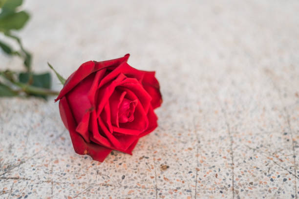 istock Red rose flower on stone floor in Valentine's Day 909512996