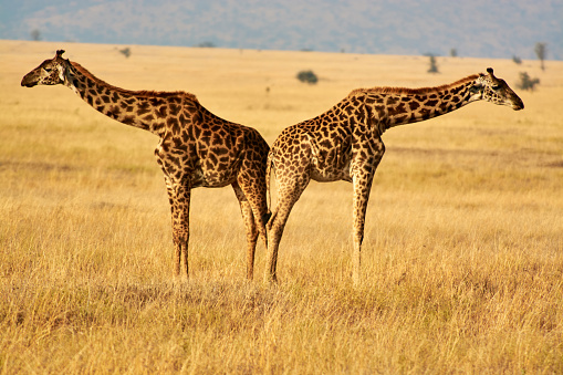 Twin giraffes in Tanzania Serengetti park with yellow grass and sunset and birdsElephant with baby drinking water in tanzania park river