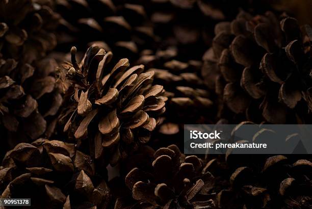 Foto de Pinha De Fundo e mais fotos de stock de Botão - Estágio de flora - Botão - Estágio de flora, Coroa de flores - Arranjo de Flores, Decoração