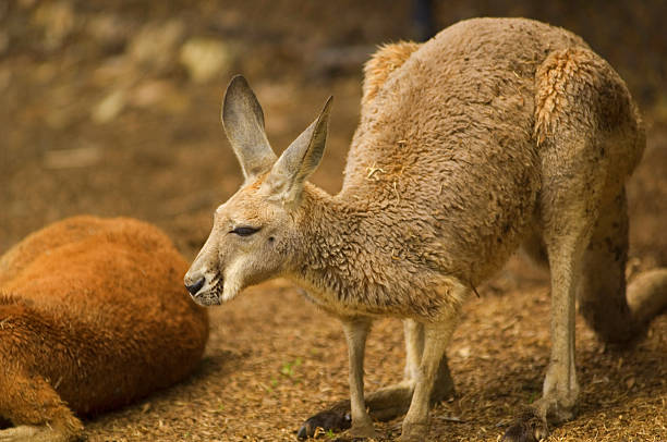 istock Couple of Red Roos 90951404