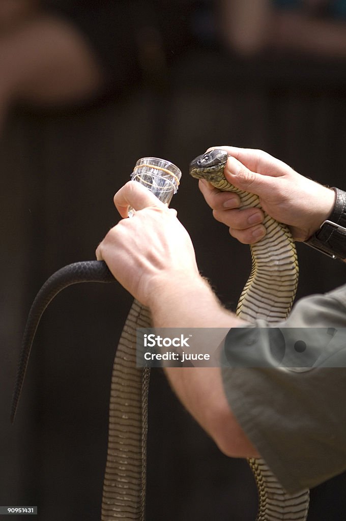 Incantatore di serpenti - Foto stock royalty-free di Mungere