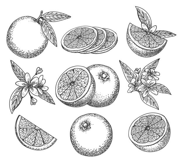 ręcznie rysowany pomarańczowy zestaw - pomarańczowy ilustracje stock illustrations