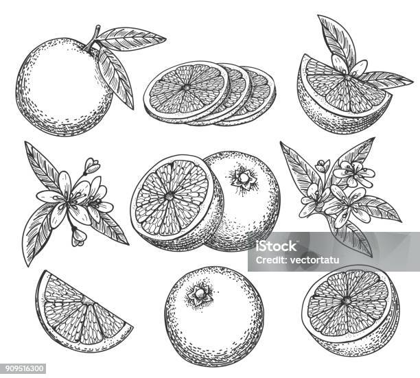 Hand Drawn Orange Set Stock Illustration - Download Image Now - Orange Color, Drawing - Activity, Drawing - Art Product