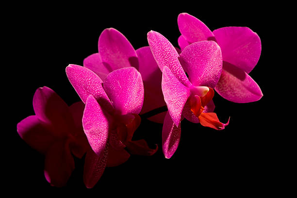Storczyk Phalaenopsis – zdjęcie