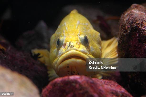 草 Rockfish Sebastes Rastrelliger - メバル科のストックフォトや画像を多数ご用意 - メバル科, 黄色, カラー画像