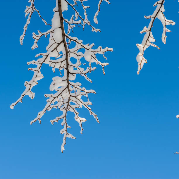istock tree branches covered with snow against the blue sky. 909517402