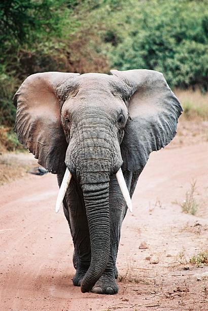 A small group of African Elephants (Loxodonta) in different ages and including a baby elephant is moving in the plains of Serengeti. Location: Seronera section of Serengeti National Park, Tanzania. Shot in wildlife.