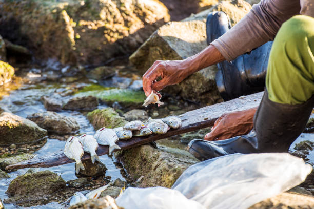 istock Fisherman at stony coast, Cienfuegos, Cuba 909517930