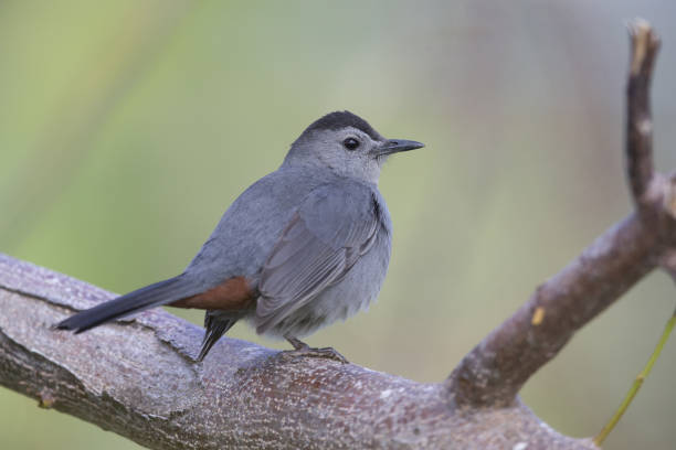 istock The Gray catbird (Dumetella carolinensis) perched in a tree. 909518162