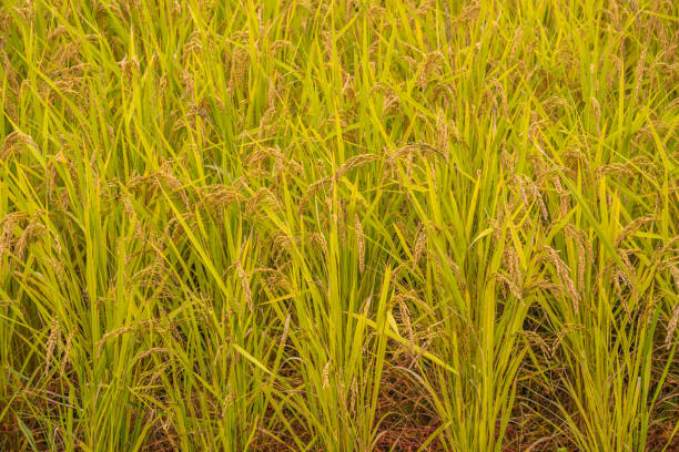 istock Rice field in Japan 909518802