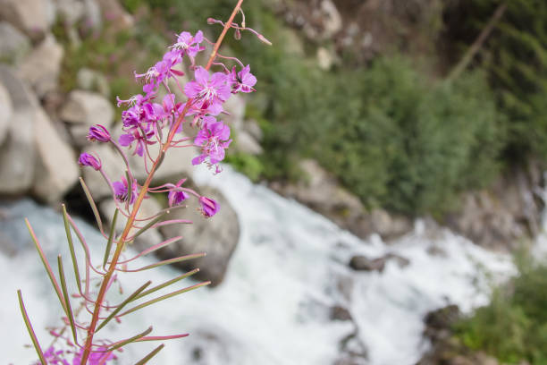 istock Waterfall in the Austrian Alps - Selective focus on flower 909519196