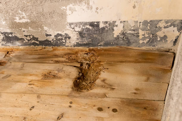 istock Water damaged floor and wall 909519304