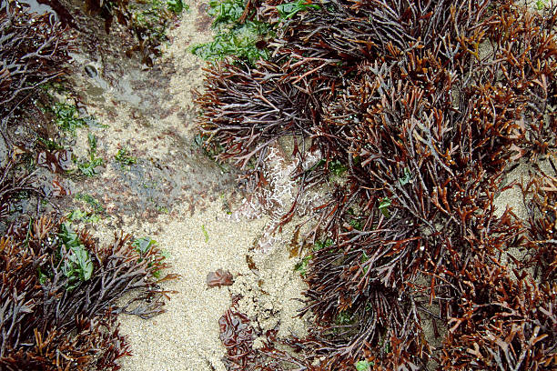 istock Starfish on an ocean beach with plant life 90951934