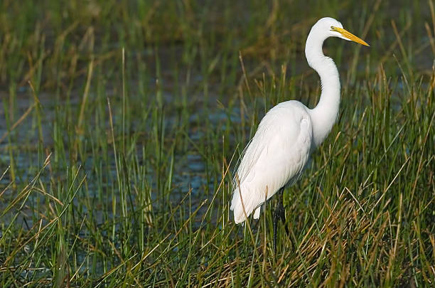 istock great white egret wades in marsh 90951939