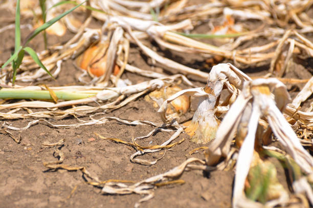 istock Ripe onion growing in the garden 909523000