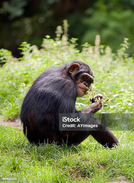 Chimpancé Pan Troglodytes Foto de stock y más banco de imágenes de Chimpancé - Chimpancé, Alimentar, Color - Tipo de imagen