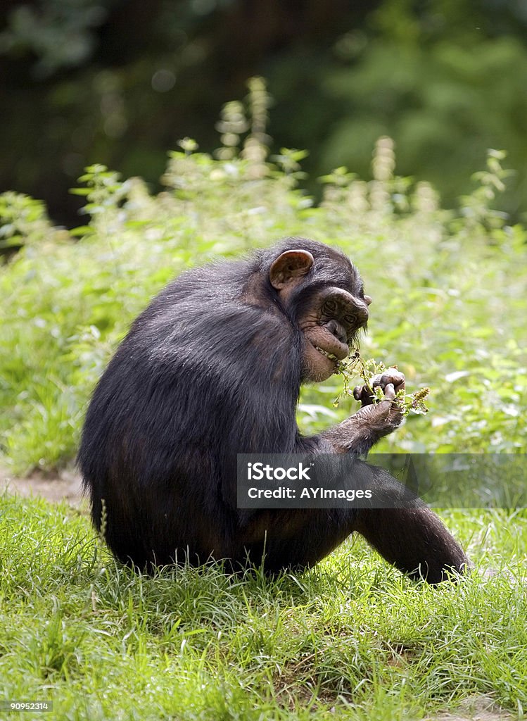 Chimpanzé (Pan troglodytes - Foto de stock de Chimpanzé royalty-free