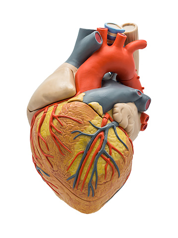 Human heart anatomy on abstract background. 3d illustration