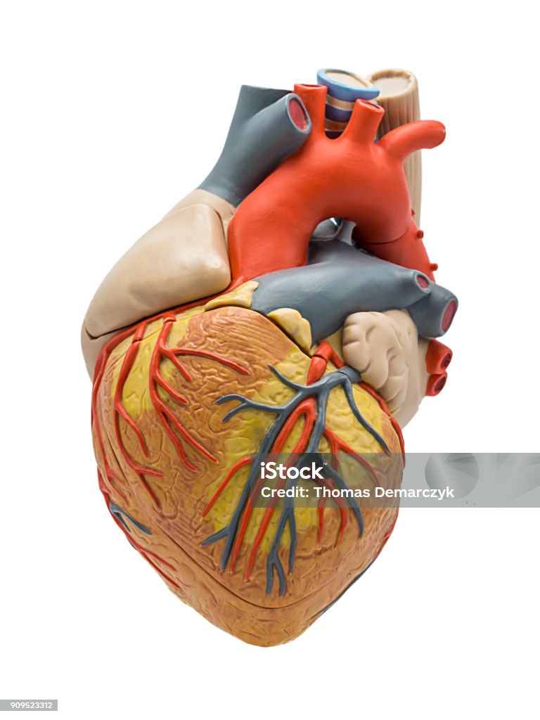 Heart Heart model made of plastic Heart - Internal Organ Stock Photo