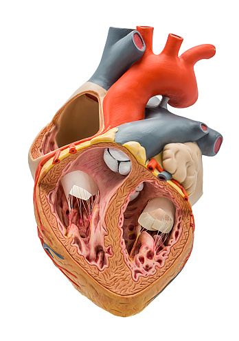 Heart model made of plastic