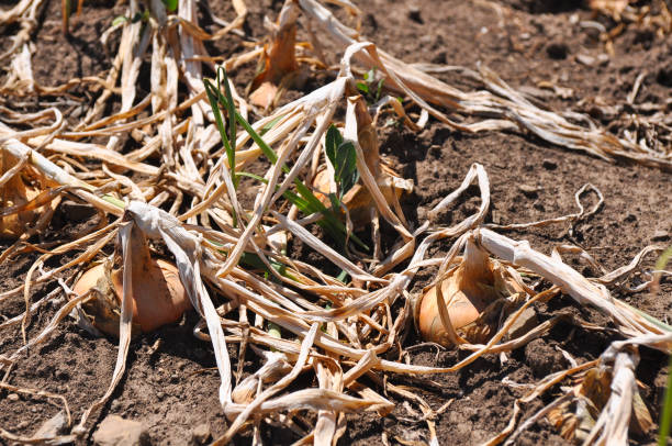 istock Ripe onion growing in the garden 909523406