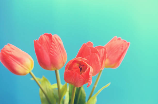 istock Brightly red tulips in a bouquet on a blue background. 909523464