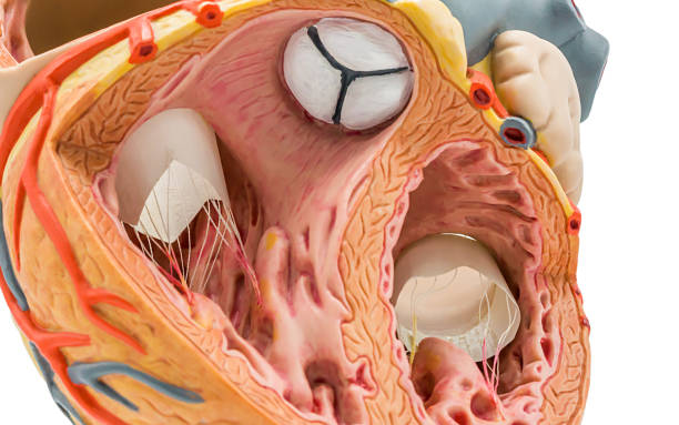 1.800+ Fotos, Bilder und lizenzfreie Bilder zu Trikuspidalklappe Fotos