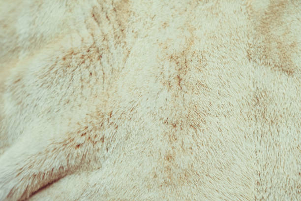 istock Close up of cat fur for texture or background 909526624