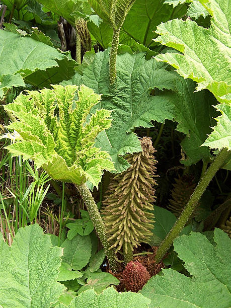 グンネラ - gunnera ストックフォトと画像