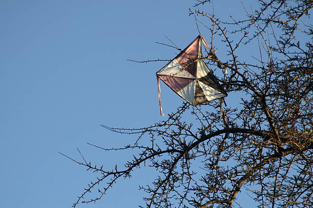 Kite bloqué dans un arbre - Photo