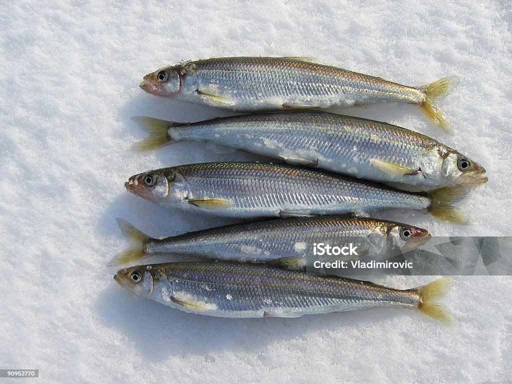 Poisson - Photo de Aliment libre de droits