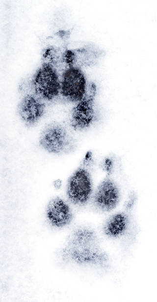 istock dog paw prints in the snow. background. 909533080