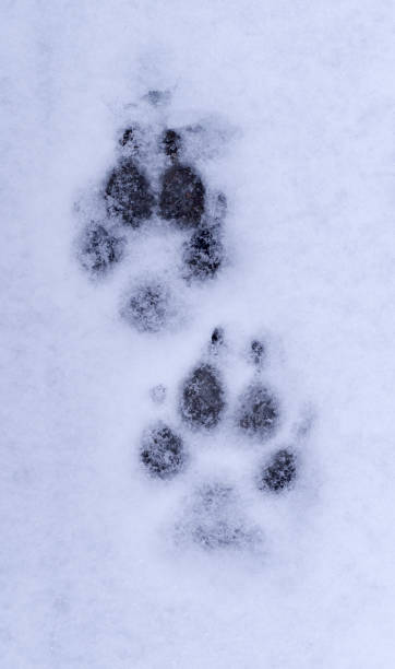 istock dog paw prints in the snow. background. 909533136