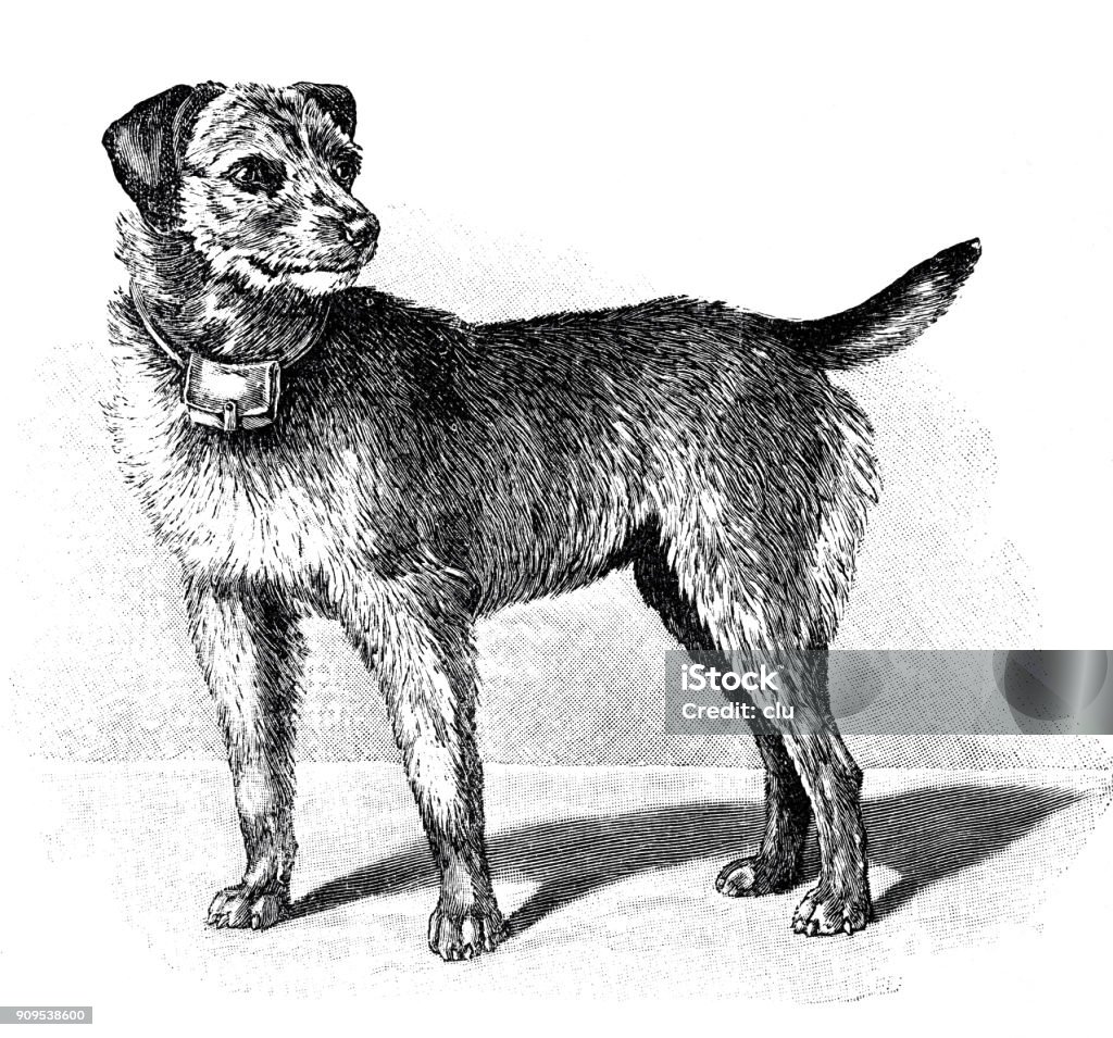 Scottish terrier as a war dog Illustration from 19th century 1897 stock illustration