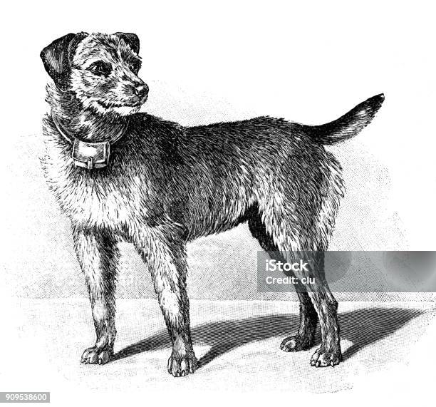 Scottish Terrier As A War Dog Stock Illustration - Download Image Now - 1897, 19th Century, 2017